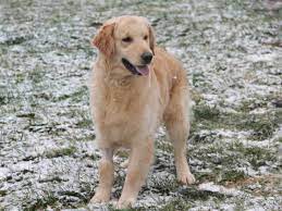 Adopt A Pet Humane Society Of Missouri Http X2f X2f Www Hsmo Org Humane Society Of Missouri Humane Society Dog Adoption