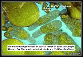 Image result for Wolffiella