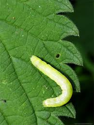 Pada dasarnya sketsa digunakan sebagai sketsa secara umum dikenal sebagai bagan lukisan atau rencana lukisan yang akan dibuat. Gambar Sketsa Apel Dimakan Ulat Contoh Gambar Sketsa Apel Gambar Wallpaper Foto Koleksi Mewarnai Gambar Ulat Via Anekagambarmewarnai Website