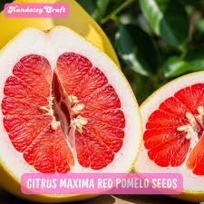 Image result for Citrus maxima