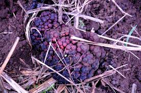 Image result for Sarcophyte piriei