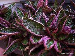 An easy to grow, low maintenance selection that adds a colorful touch to any room or office. Pin On Yoga Studio