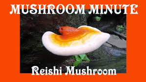 Image result for Ganoderma tsugae