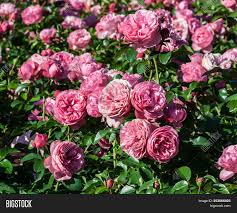 Check spelling or type a new query. Rose Leonardo Da Vinci Image Photo Free Trial Bigstock