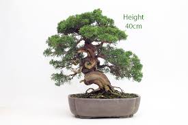 The pot which accompanies it is one of the elements for what this product is appreciated. Chinese Juniper Bonsai Tree Number 440 All Things Bonsai