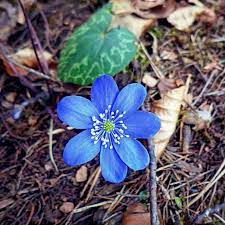 Marzo fiorellini bianchi sottobosco : 3 Fiori Primaverili Che Sbocciano Nei Boschi Di Montagna In Primavera
