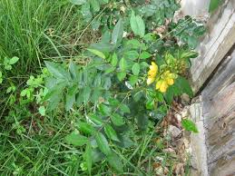 Image result for Senna occidentalis