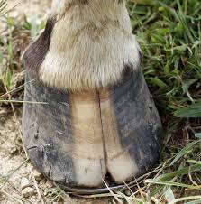 Hoof Cracks 3 Reasons Your Horse Has Them And How To Get Rid Of Them Hooves Horse Riding Tips Horse Tips