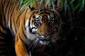 By admin may 31, 2021. Kronologi Tragedi Sinka Zoo Dua Harimau Lepas Dari Kandang Pawang Tewas Diserang Halaman All Kompas Com