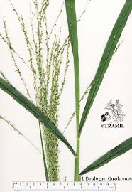 Image result for Panicum maximum