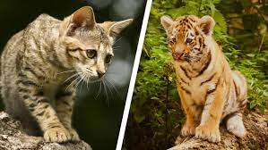 Wenn dir „tigerkatze gefällt, gefallen dir vielleicht auch diese ideen. Paar Will Online Savannah Katze Kaufen Und Bekommt Tigerbaby 6 000 Euro Fur Die Katz