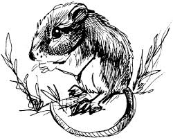 Witch sitting on broom on full moon background. Drawing Rat 15190 Animals Printable Coloring Pages