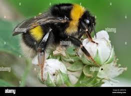 Image result for Bombus magnus