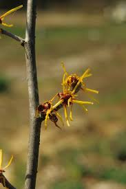 Image result for Hamamelis mollisi