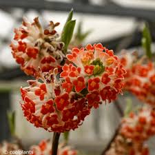 Image result for Gnidia chrysantha