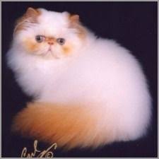 Click their photo to find out more! 41 My Newest Obsession Flame Point Himalayans Ideas Himalayan Cat Cats Cats And Kittens