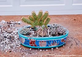Choose a pup that's move the cactus to a darker location if it's getting bleached. How To Make An Indoor Cactus Garden Joy Us Garden