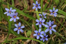 Image result for Sisyrinchium micranthum
