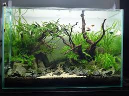 The colors you like for your aquascape and how fine you want the pebbles to be is up to you. Aquascape Fish Tank Stone And Plant Ideas Fresh Water Fish Tank Aquarium Aquascape Aquarium