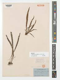 Image result for Vittaria elongata