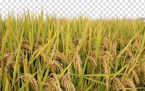 القمح الأخضر حقل الأرز الأرز الأرز الأرز Png In 2020 Grass Background Rice Paddy Rice Png