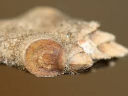 Image result for Chionanthus niloticus