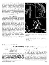 Image result for Sphaeropsis tumefaciens oleander symptoms