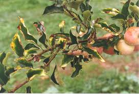Copper spray is more effective at preventing disease if applied before a tree becomes infected. Trace Element Treatments For Apple And Pear Trees Agriculture And Food