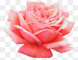 6 ciri ciri bunga mawar jenis dan maknanya yang jarang. Pink Rose Clipart Bunga Ros Pink Roses Transparent Background Free Transparent Png Clipart Images Download