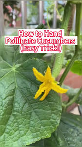 Image result for how to self pollinate cucumbers