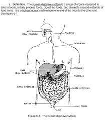 Gizmo digestive system answer key this is likewise one of the factors by obtaining the soft documents of this gizmo digestive system answer key by online. Digestive System Organs Labeling Quiz