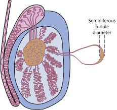 Tokeo la picha la image of seminiferous tubules