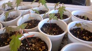 Check spelling or type a new query. Growing Japanese Maples From Seed Genetic Variation Youtube