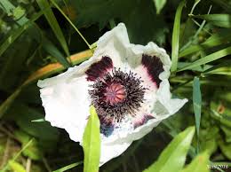 Turkischer Mohn Staude Im Garten Weisse Blute Turkischer Mohn Garten Natur