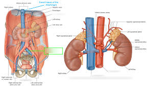 The blood vessels of the body form a circle that begins and ends at the heart. Abdominal Blood Vessels Diagram Quizlet