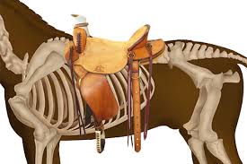 A western saddle needs to be measured in order to make sure that it is comfortable for. Saddle Length Is My Saddle Too Long Synergist Saddles
