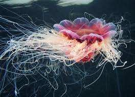 Cyanea Capillata Classification