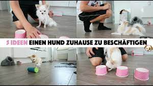 Der wald bietet vielfältige möglichkeiten, die hunde dazu zu bringen, sich auf ihre menschen zu konzentrieren. 5 Ideen Einen Hund Zuhause Zu Beschaftigen Youtube