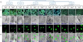 What is the nucleus function in a plant cell. Variation In Genome Size Cell And Nucleus Volume Chromosome Number And Rdna Loci Among Duckweeds Scientific Reports