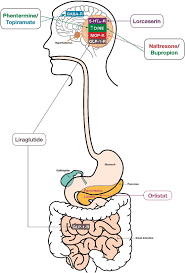 Pharmacotherapy For The Management Of Obesity Metabolism Clinical And Experimental