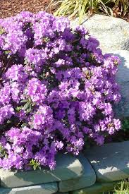 Image result for Rhododendron