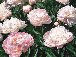 Maybe you would like to learn more about one of these? Peonies Diy