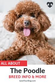 not only do these curly cuties make wonderful companions they also make excellent rescue dogs and service dogs loveyourdog poodlebreed breedinformatio pudel