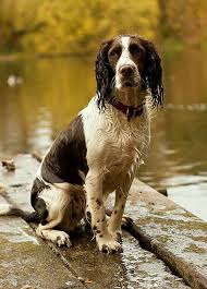 Black And White Short Hair English Springer Spaniel Pin By Coastal Blue On Welcome To The Lake Springer Spaniel Spaniel Dog Spaniel