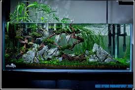 Nick S Ada 120 P Journal Sequel Nature Aquarium Aquarium Fish Tank Aquarium Fish