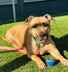 German Shepherd Caroline Needs Foster or Adoptive Home in Stockton CA