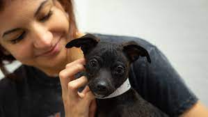 Prior to adopting a dog or cat from the nkla pet adoption center, adopters will need the knowledge and consent of their landlord. Phoenix Area Animal Shelters See Drop In Adoptions Amid Coronavirus