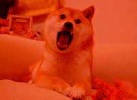 Dogecoin is a cryptocurrency favored by shiba inus worldwide. Doge Gifs Get The Best Gif On Gifer