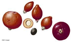 Image result for Bertiera angusiana