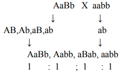 These are the 16 different combinations in f2 generation and you ll get once you cross them you'll find that all of the f1 are heterogeneous (aabb). Aabb Was Crossed With Aabb What Would Be The Phenotypic Ratio Of Progeny Mention The Term Todenote This Kind Of Cross Sarthaks Econnect Largest Online Education Community